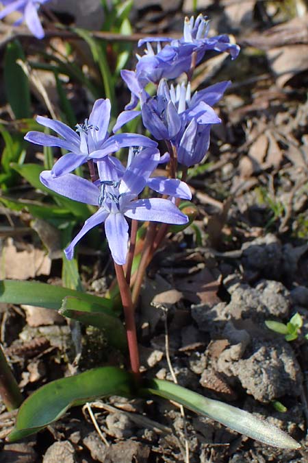 Scilla bifolia x luciliae x siehei \ Hybrid-Scilla / Hybrid Scilla, D Ludwigshafen 9.3.2022