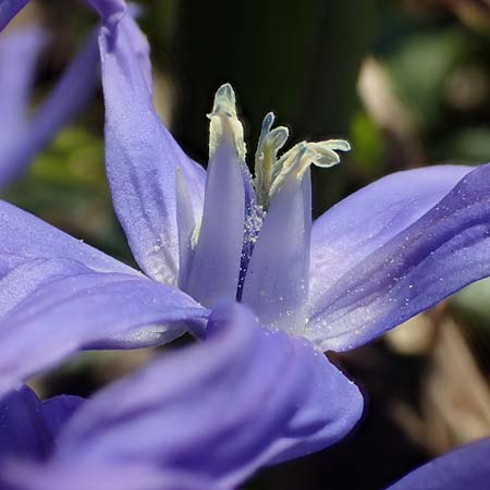 Scilla bifolia x luciliae x siehei \ Hybrid-Scilla / Hybrid Scilla, D Ludwigshafen 9.3.2022