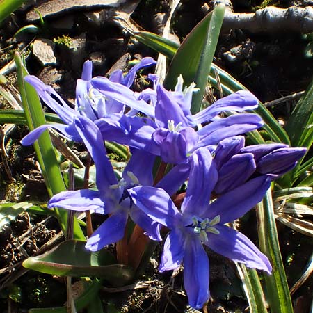 Scilla bifolia x luciliae x siehei \ Hybrid-Scilla / Hybrid Scilla, D Ludwigshafen 9.3.2022
