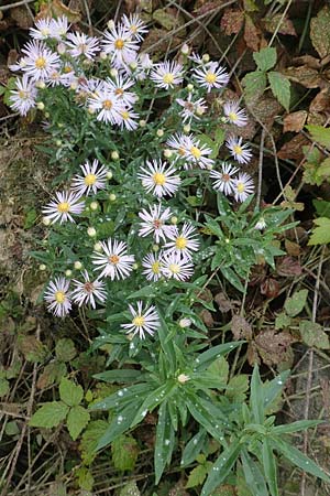 Symphyotrichum x salignum \ Weidenbl�ttrige Herbst-Aster / Glaucous Michaelmas Daisy, Smooth Blue Aster, D Wei&szlig;enthurm-Kaltenengers 27.9.2017