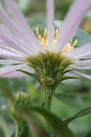 Symphyotrichum x salignum \ Weidenbl�ttrige Herbst-Aster / Glaucous Michaelmas Daisy, Smooth Blue Aster, D Wei&szlig;enthurm-Kaltenengers 27.9.2017