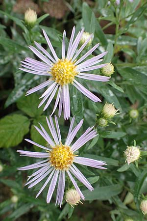 Symphyotrichum x salignum \ Weidenbl�ttrige Herbst-Aster / Glaucous Michaelmas Daisy, Smooth Blue Aster, D Wei&szlig;enthurm-Kaltenengers 27.9.2017
