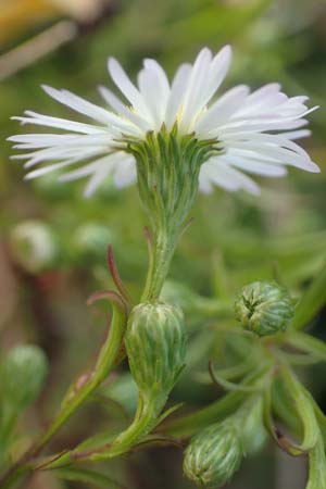 Symphyotrichum x salignum \ Weidenbl�ttrige Herbst-Aster / Glaucous Michaelmas Daisy, Smooth Blue Aster, D Mannheim,  Friesenheimer Insel 3.10.2017