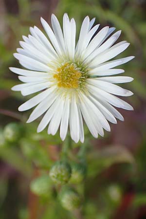 Symphyotrichum x salignum \ Weidenbl�ttrige Herbst-Aster / Glaucous Michaelmas Daisy, Smooth Blue Aster, D Mannheim,  Friesenheimer Insel 3.10.2017