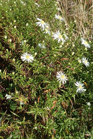 Symphyotrichum x salignum \ Weidenbl�ttrige Herbst-Aster / Glaucous Michaelmas Daisy, Smooth Blue Aster, D Mannheim,  Friesenheimer Insel 3.10.2017