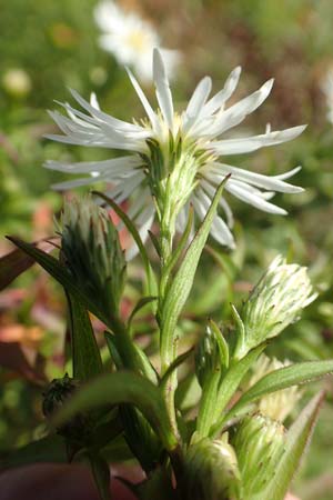Symphyotrichum x salignum \ Weidenbl�ttrige Herbst-Aster / Glaucous Michaelmas Daisy, Smooth Blue Aster, D Mannheim,  Friesenheimer Insel 3.10.2017