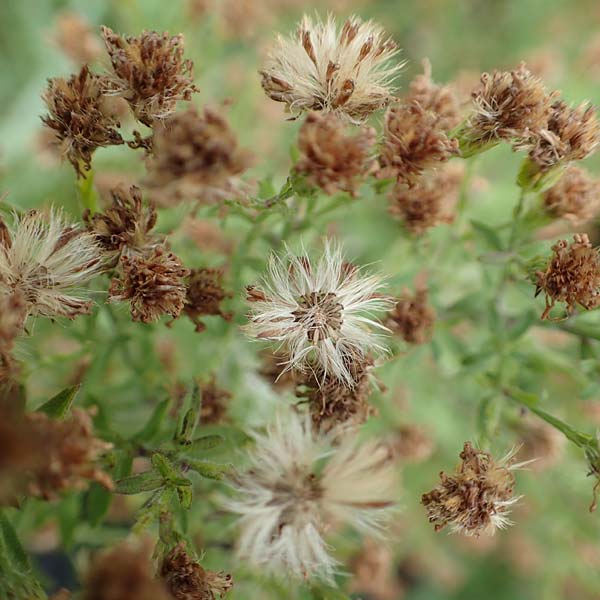 Symphyotrichum parviflorum \ Kleinbl�tige Herbst-Aster, D Mannheim-Kirschgartshausen 4.10.2017