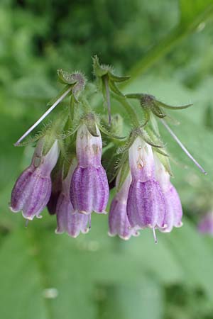 Symphytum officinale, Common Comfrey