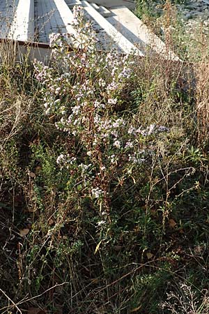 Symphyotrichum parviflorum \ Kleinbl�tige Herbst-Aster, D Germersheim 18.10.2018