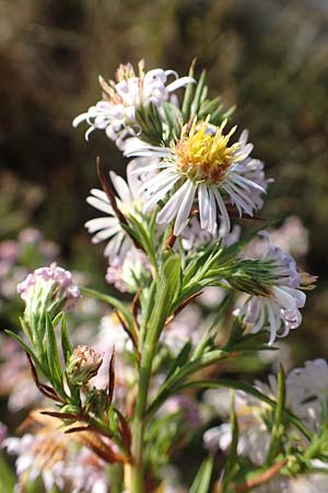 Symphyotrichum parviflorum \ Kleinbl�tige Herbst-Aster, D Germersheim 18.10.2018
