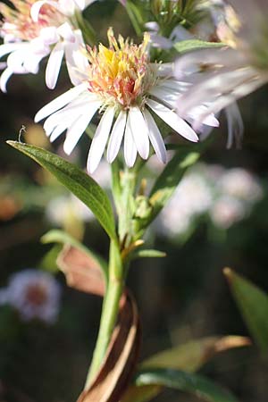 Symphyotrichum parviflorum \ Kleinbl�tige Herbst-Aster, D Germersheim 18.10.2018