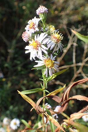 Symphyotrichum parviflorum \ Kleinbl�tige Herbst-Aster, D Germersheim 18.10.2018
