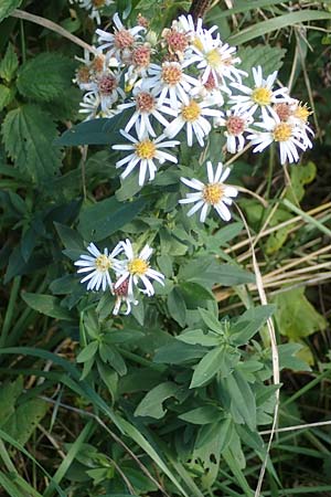 Symphyotrichum laeve \ Kahle Herbst-Aster, Glatte Aster, D Bogen 21.9.2022