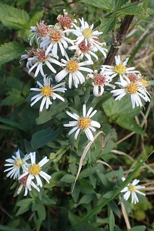 Symphyotrichum laeve \ Kahle Herbst-Aster, Glatte Aster, D Bogen 21.9.2022