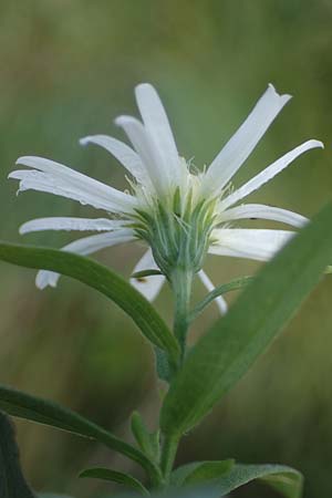 Symphyotrichum laeve \ Kahle Herbst-Aster, Glatte Aster, D Bogen 21.9.2022