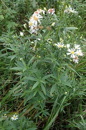 Symphyotrichum laeve \ Kahle Herbst-Aster, Glatte Aster, D Bogen 21.9.2022
