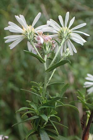 Symphyotrichum laeve \ Kahle Herbst-Aster, Glatte Aster, D Bogen 21.9.2022