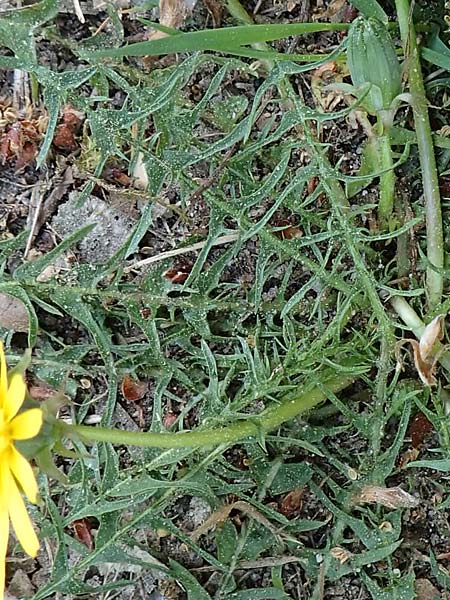 Taraxacum lacistophyllum \ Geschlitztbl�ttriger L�wenzahn / Cut-Leaved Dandelion, D Sandhausen 26.4.2018