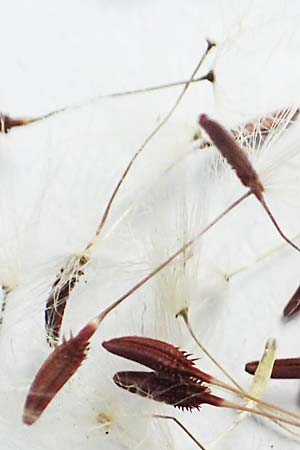 Taraxacum lacistophyllum \ Geschlitztbl�ttriger L�wenzahn / Cut-Leaved Dandelion, D Sandhausen 1.5.2018