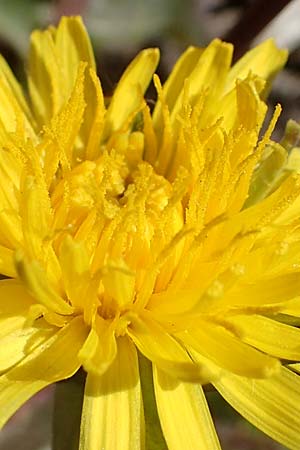 Taraxacum spec7 ? \ L�wenzahn / Dandelion, D Neuried-Altenheim 27.4.2021