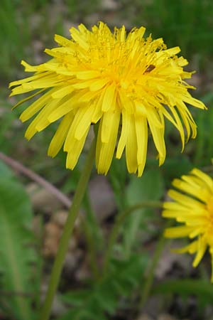 Taraxacum ekmanii ? \ Ekmans L�wenzahn / Ekman's Dandelion, D Rheinhessen, Wendelsheim 29.4.2010