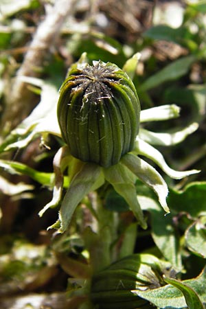 Taraxacum sect. Ruderalia \ Gew�hnlicher L�wenzahn, Kuhblume / Dandelion, D Mannheim 14.4.2015