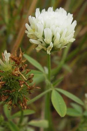 Trifolium alexandrinum \ �gyptischer Klee, Alexandriner Klee, D Gro&szlig;heubach-Rosshof 16.7.2016