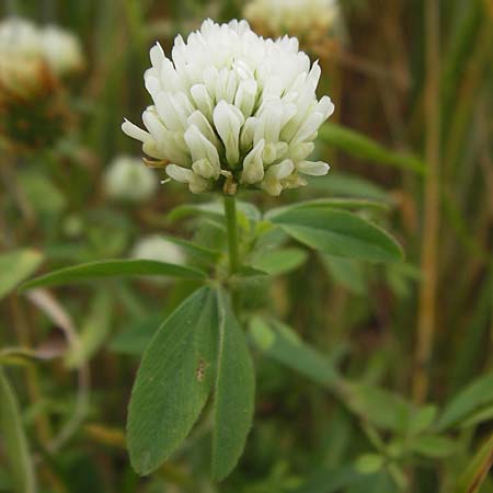 Trifolium alexandrinum \ �gyptischer Klee, Alexandriner Klee, D Gro&szlig;heubach-Rosshof 16.7.2016
