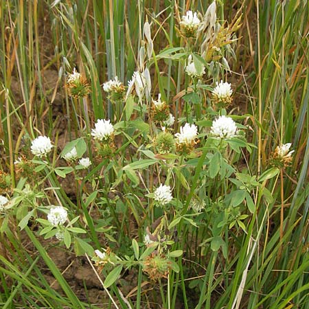 Trifolium alexandrinum \ �gyptischer Klee, Alexandriner Klee, D Gro&szlig;heubach-Rosshof 16.7.2016