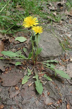 Taraxacum spec6 ? \ L�wenzahn / Dandelion, D Viernheim 9.5.2016