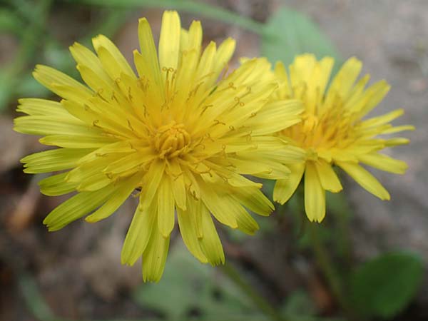 Taraxacum spec6 ? \ L�wenzahn / Dandelion, D Viernheim 9.5.2016