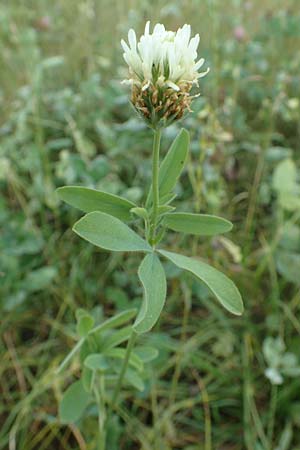 Trifolium alexandrinum \ �gyptischer Klee, Alexandriner Klee, D M&ouml;mlingen 10.9.2016
