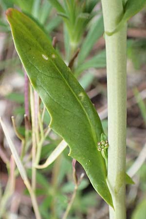 Thlaspi alliaceum \ Lauch-Hellerkraut / Roadside Penny-Cress, Garlic Mustard, D Ladenburg 4.5.2017