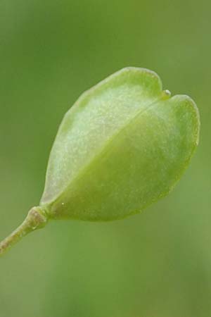 Thlaspi alliaceum \ Lauch-Hellerkraut / Roadside Penny-Cress, Garlic Mustard, D Ladenburg 4.5.2017