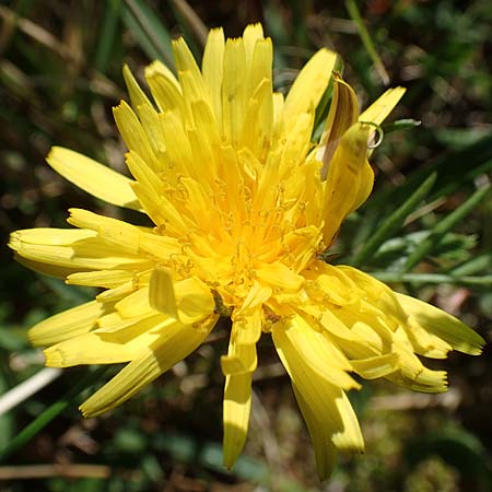 Taraxacum lacistophyllum \ Geschlitztbl�ttriger L�wenzahn / Cut-Leaved Dandelion, D Hanhofen 14.4.2018