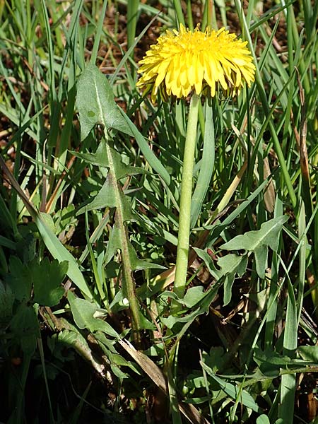 Taraxacum specH ? \ L�wenzahn / Dandelion, D Hanhofen 14.4.2018