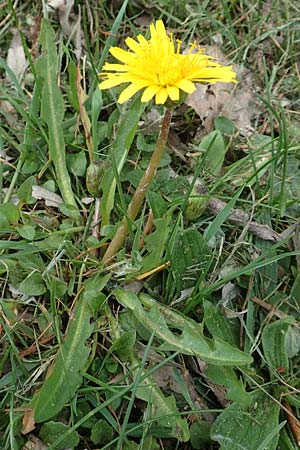 Taraxacum hollandicum \ Holl�ndischer Sumpf-L�wenzahn / Dutch Marsh Dandelion, D Konstanz 24.4.2018