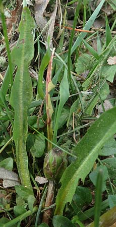 Taraxacum hollandicum \ Holl�ndischer Sumpf-L�wenzahn / Dutch Marsh Dandelion, D Konstanz 24.4.2018