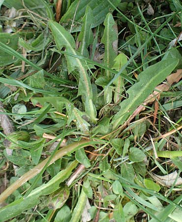 Taraxacum hollandicum \ Holl�ndischer Sumpf-L�wenzahn / Dutch Marsh Dandelion, D Konstanz 24.4.2018