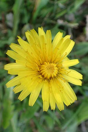 Taraxacum hollandicum \ Holl�ndischer Sumpf-L�wenzahn / Dutch Marsh Dandelion, D Konstanz 24.4.2018