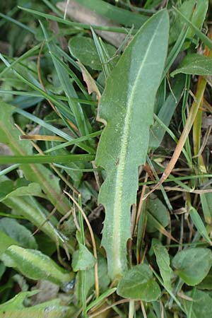 Taraxacum hollandicum \ Holl�ndischer Sumpf-L�wenzahn / Dutch Marsh Dandelion, D Konstanz 24.4.2018