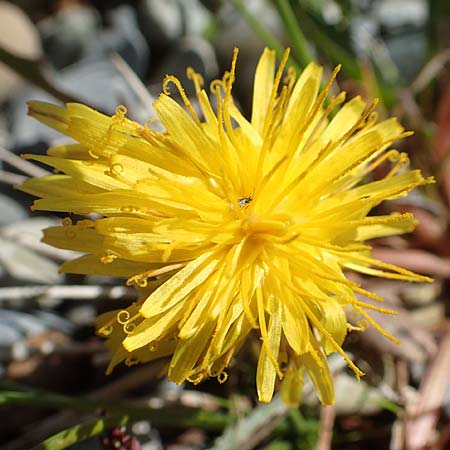 Taraxacum hollandicum \ Holl�ndischer Sumpf-L�wenzahn / Dutch Marsh Dandelion, D Konstanz 1.5.2019