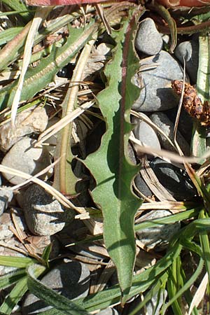 Taraxacum hollandicum \ Holl�ndischer Sumpf-L�wenzahn / Dutch Marsh Dandelion, D Konstanz 1.5.2019