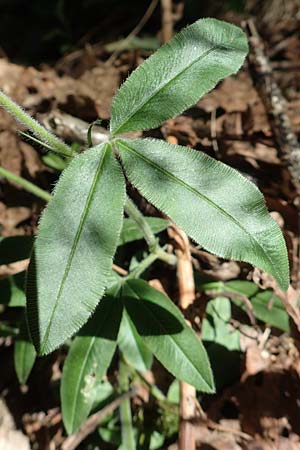 Trifolium alpestre \ H�gel-Klee / Alpine Clover, D Schriesheim 19.5.2020