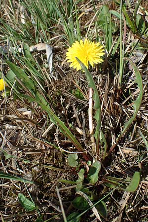 Taraxacum balticiforme \ Bodensee-Sumpf-L�wenzahn / Lake-Constance Marsh Dandelion, D Neuried-Altenheim 27.4.2021