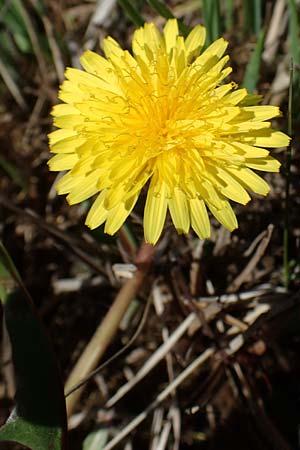 Taraxacum balticiforme \ Bodensee-Sumpf-L�wenzahn / Lake-Constance Marsh Dandelion, D Neuried-Altenheim 27.4.2021