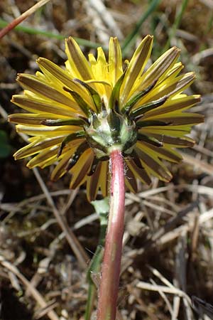 Taraxacum balticiforme \ Bodensee-Sumpf-L�wenzahn / Lake-Constance Marsh Dandelion, D Neuried-Altenheim 27.4.2021