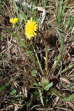 Taraxacum balticiforme \ Bodensee-Sumpf-L�wenzahn / Lake-Constance Marsh Dandelion, D Neuried-Altenheim 27.4.2021