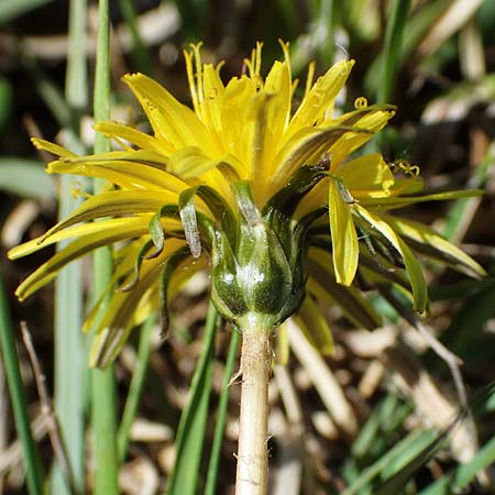 Taraxacum balticiforme \ Bodensee-Sumpf-L�wenzahn / Lake-Constance Marsh Dandelion, D Neuried-Altenheim 27.4.2021