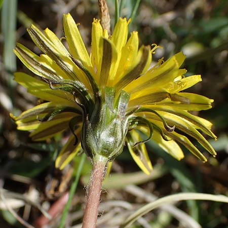 Taraxacum balticiforme \ Bodensee-Sumpf-L�wenzahn / Lake-Constance Marsh Dandelion, D Neuried-Altenheim 27.4.2021